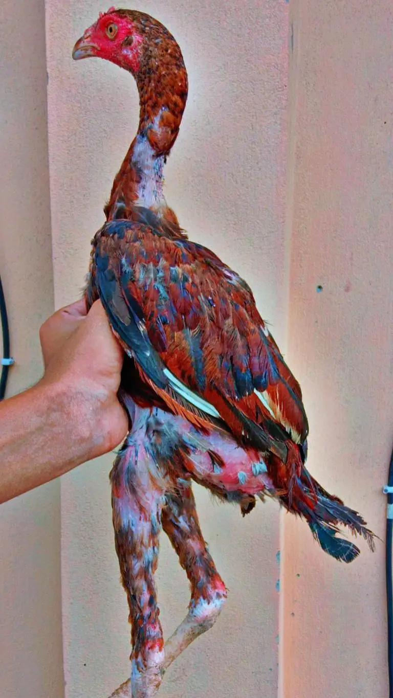 Quality line birds — photo 5