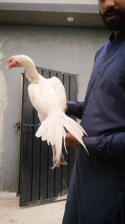 old blood heera patha male white murga