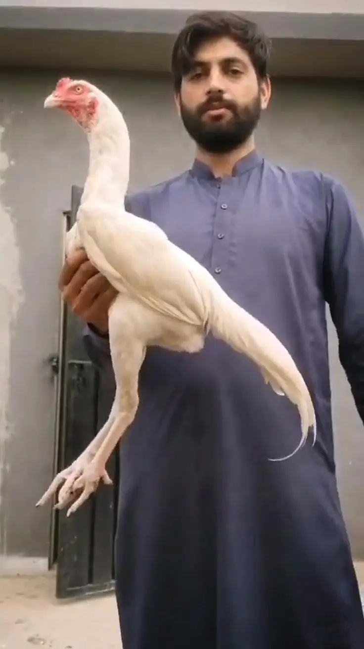 old blood heera patha male white murga — photo 2