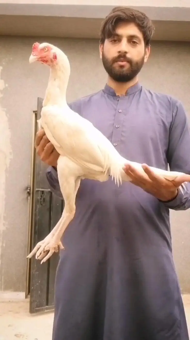 old blood heera patha male white murga — photo 3