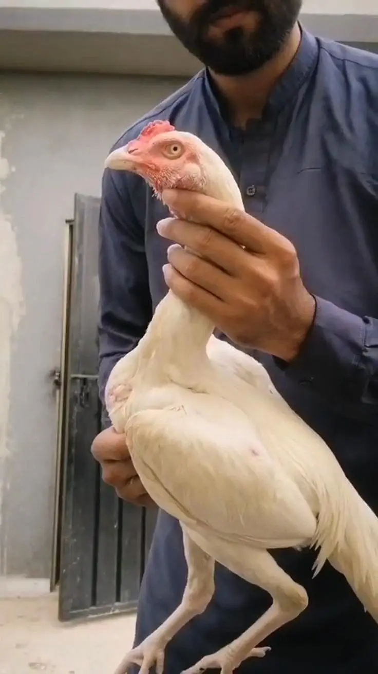 old blood heera patha male white murga — photo 4