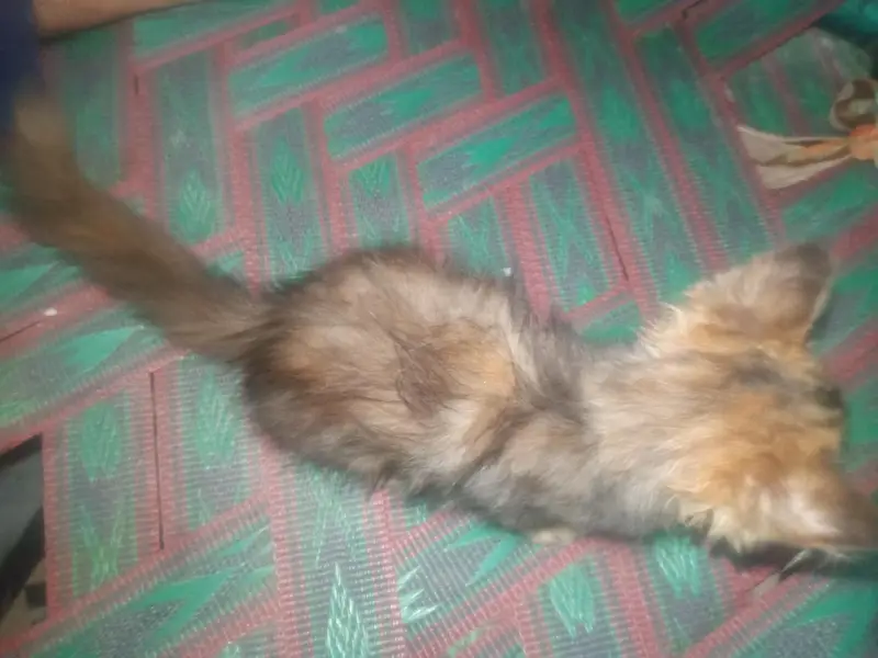 American cats — photo 3