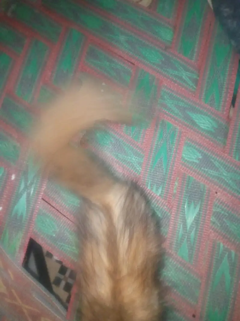 American cats — photo 4