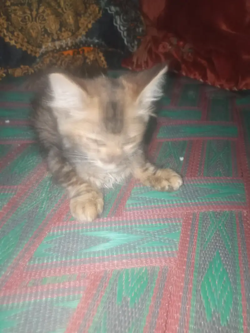 American cats — photo 5