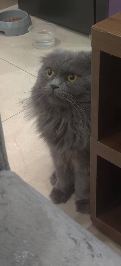 Persian Cat Triple Coated