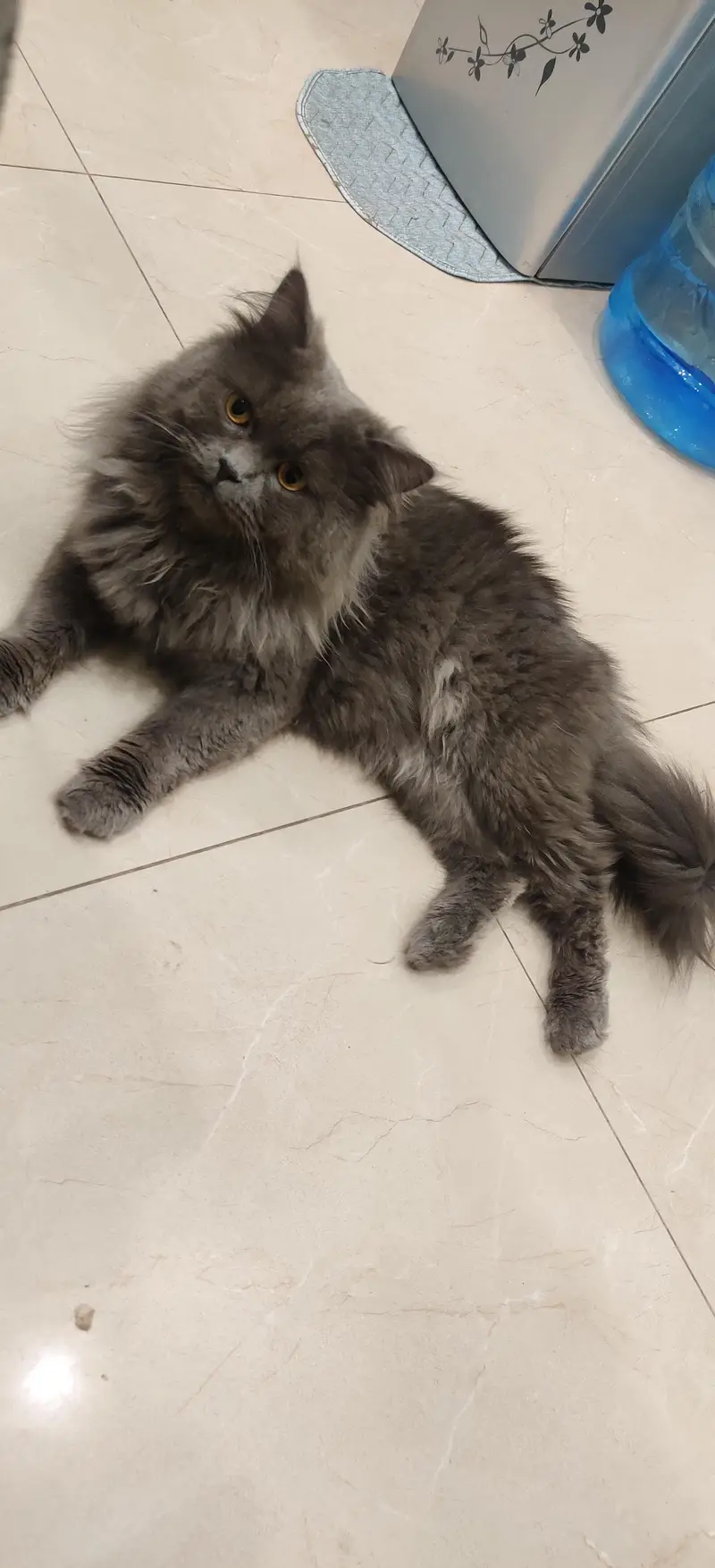 Persian Cat Triple Coated — photo 2