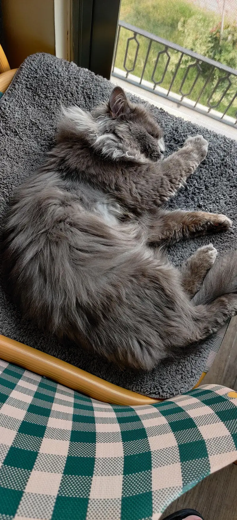 Persian Cat Triple Coated — photo 3