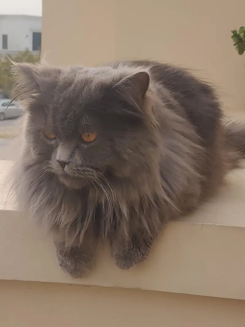 Persian Cat Triple Coated — photo 4