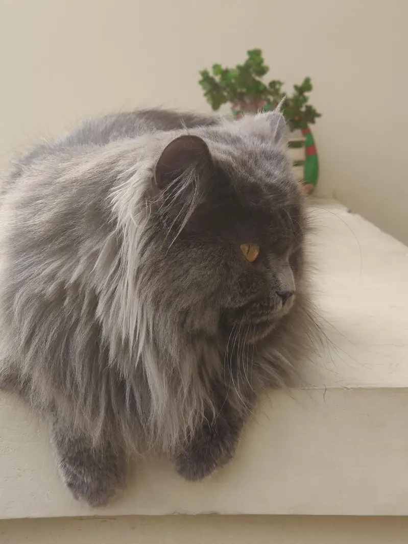 Persian Cat Triple Coated — photo 5