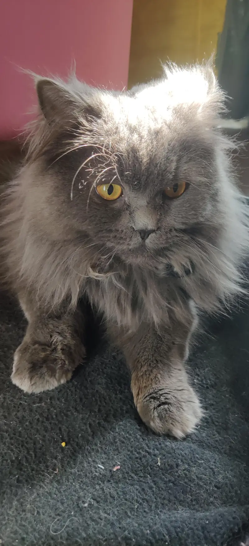 Persian Cat Triple Coated — photo 6