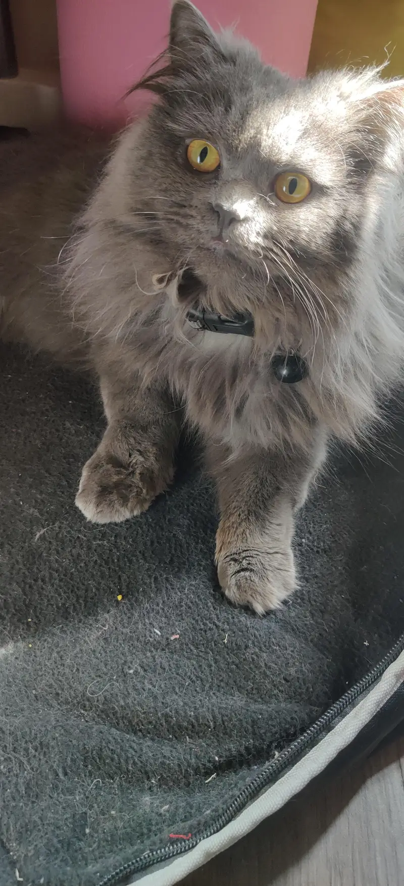 Persian Cat Triple Coated — photo 7
