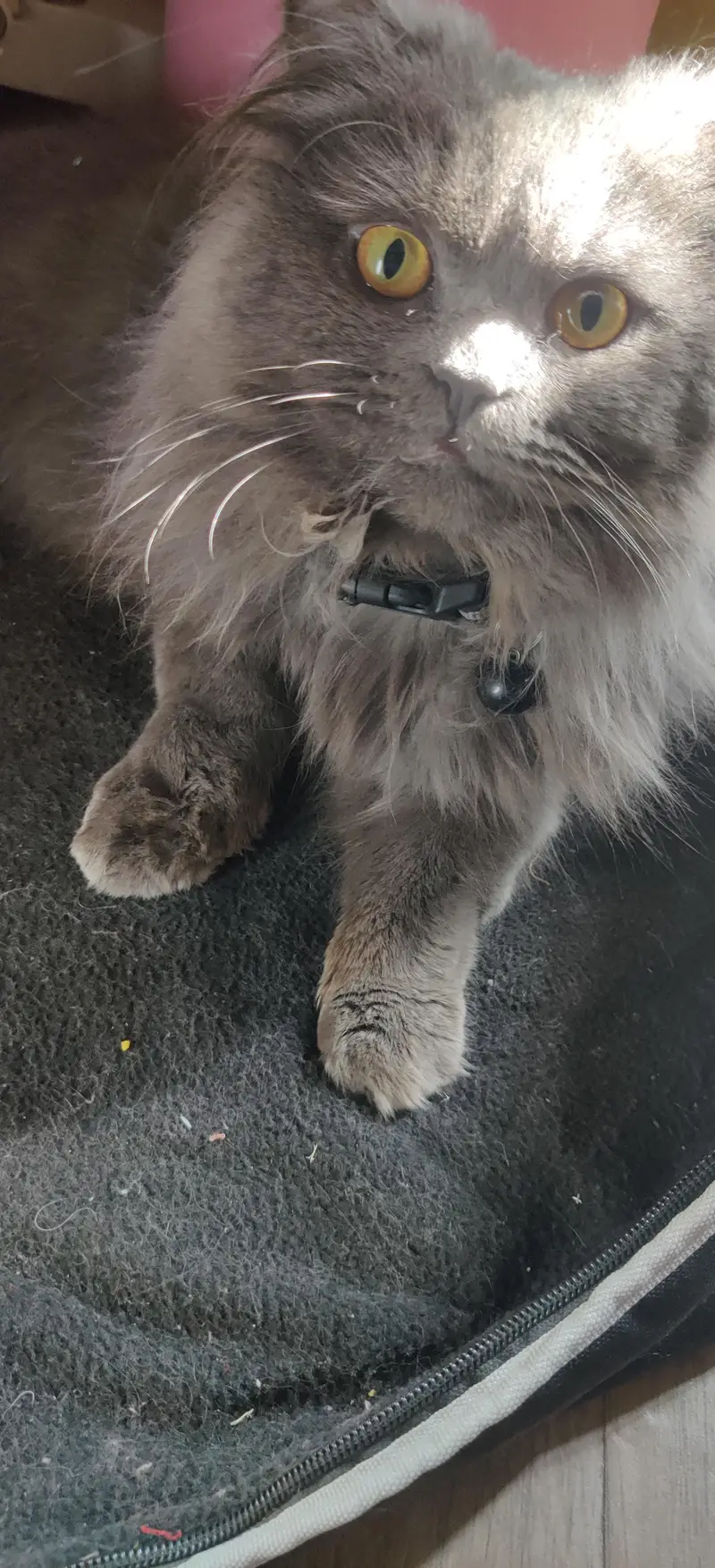 Persian Cat Triple Coated — photo 8