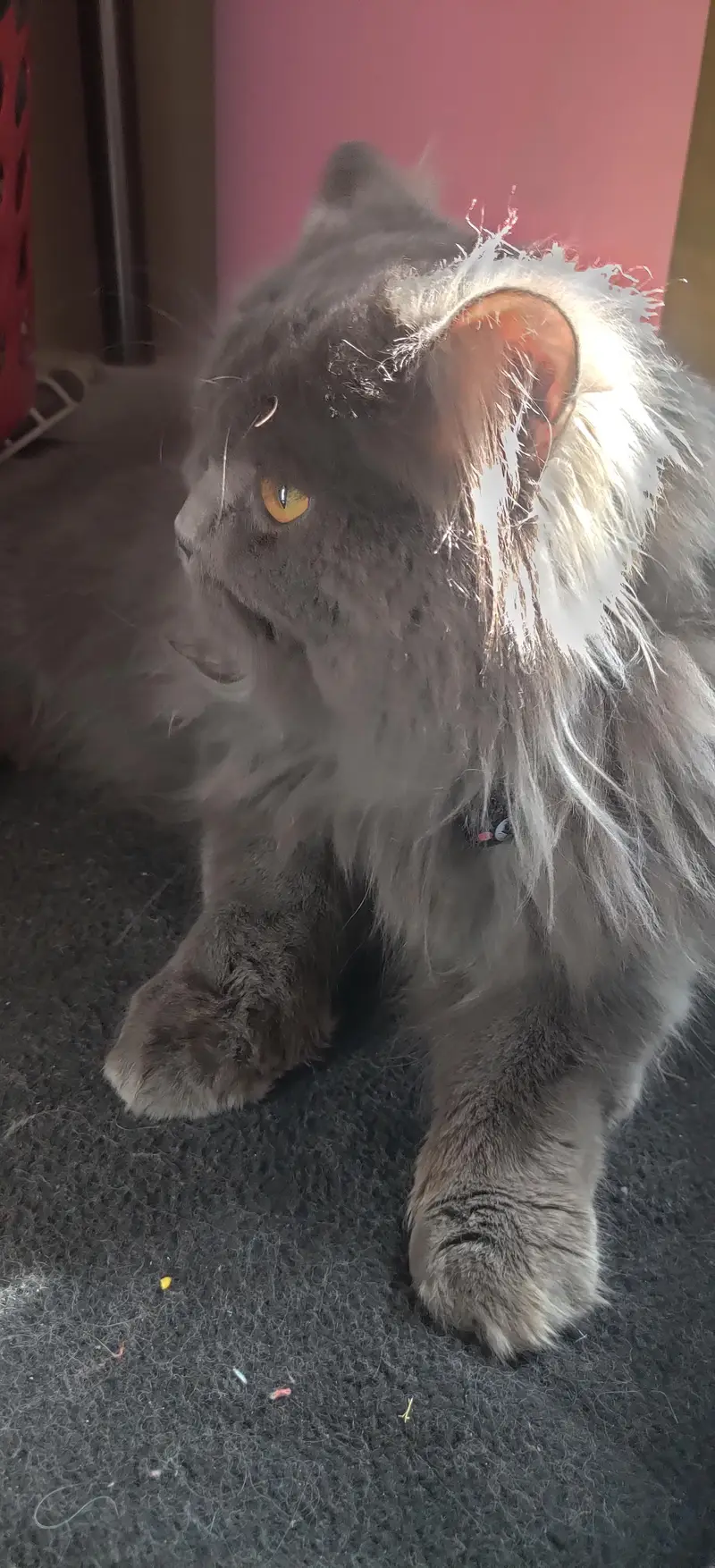 Persian Cat Triple Coated — photo 9