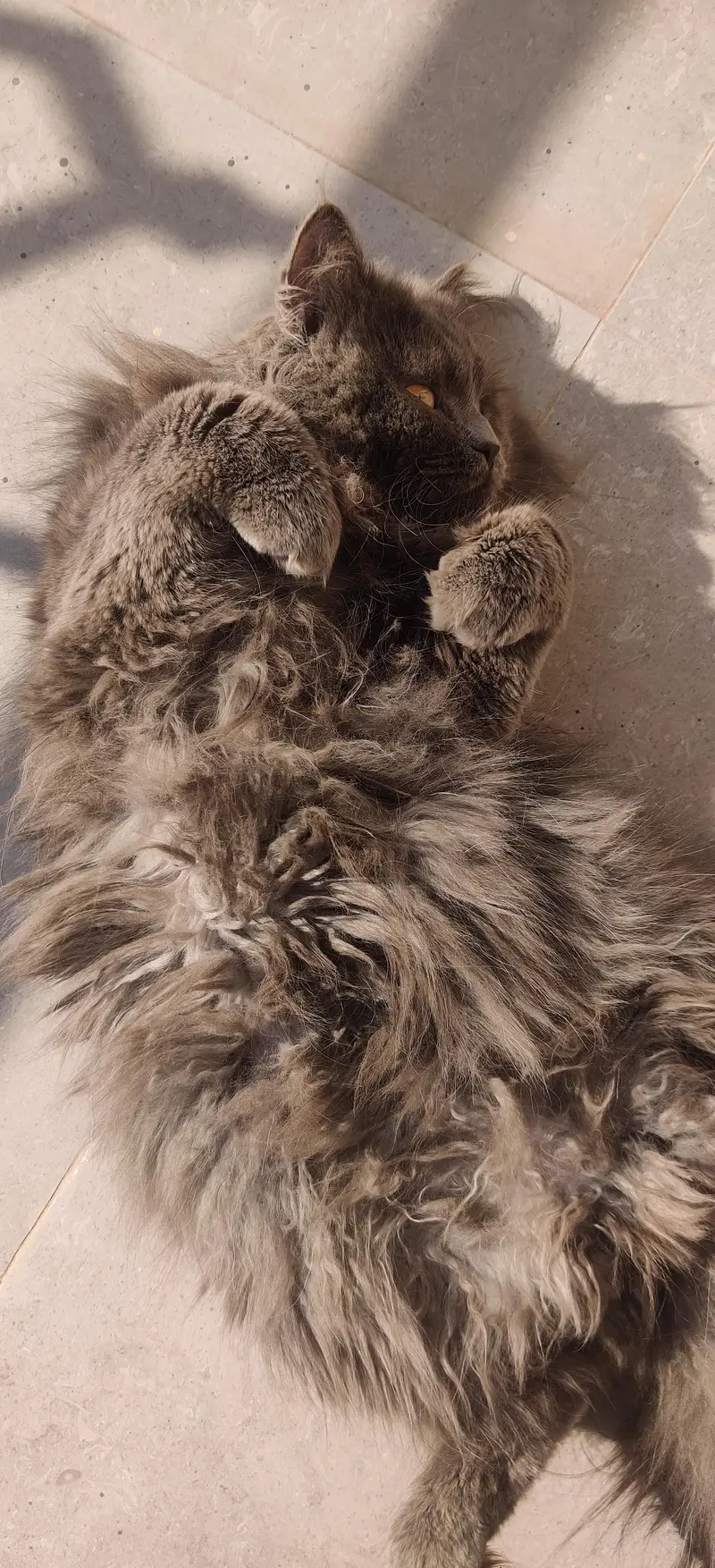 Persian Cat Triple Coated — photo 10