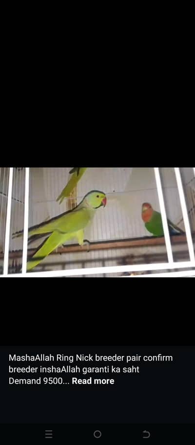 Ring Nick breeder pair