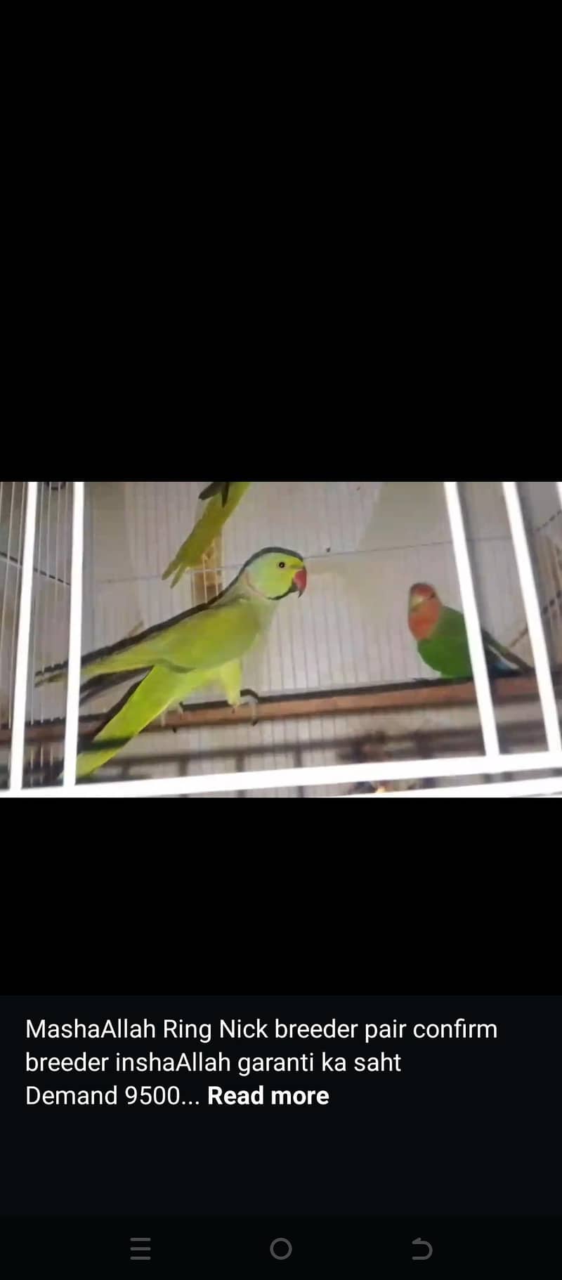 Ring Nick breeder pair 0