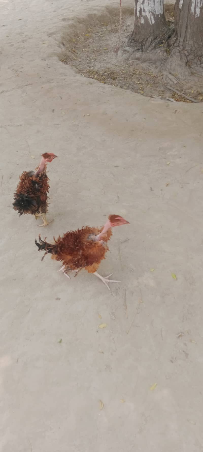 Fancy birds 1