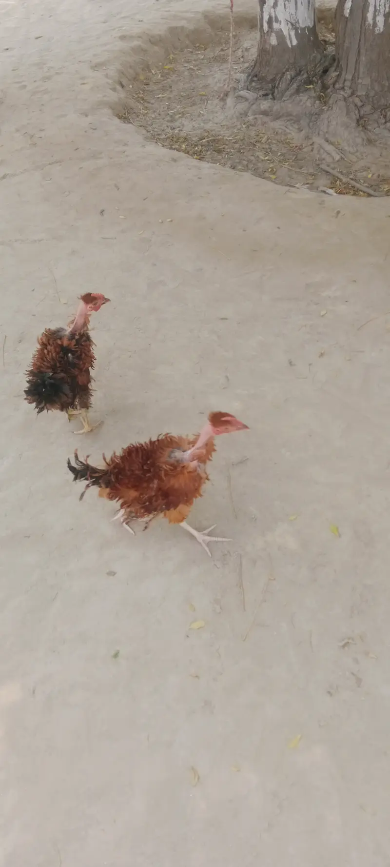 Fancy birds — photo 2