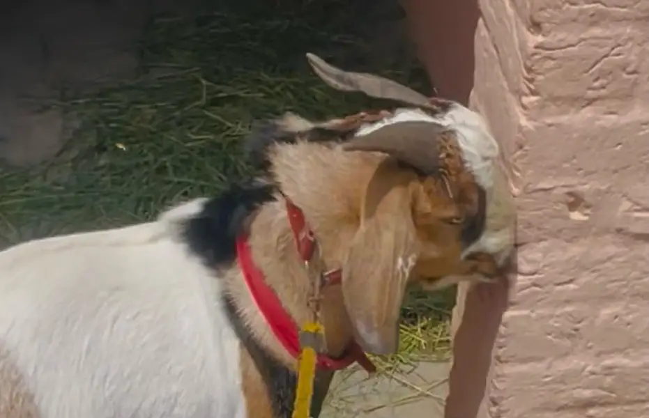 Bakra Teddi cross barbari nasal