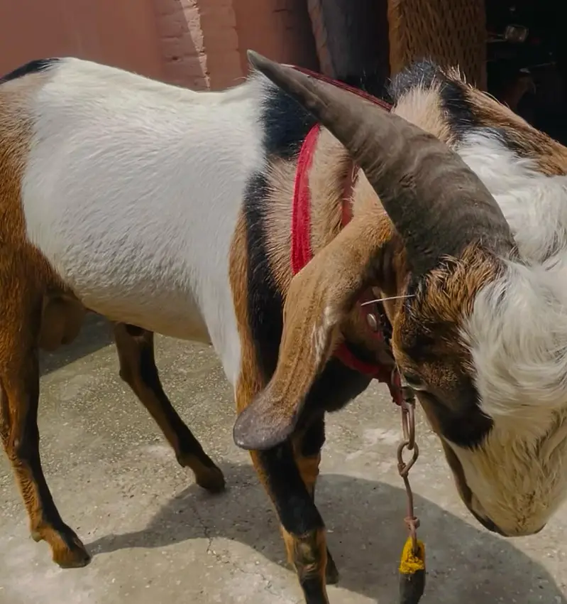Bakra Teddi cross barbari nasal — photo 3