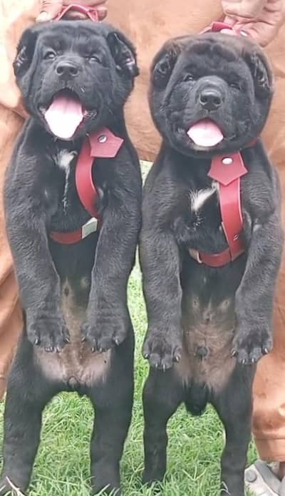 alabai pair for sale