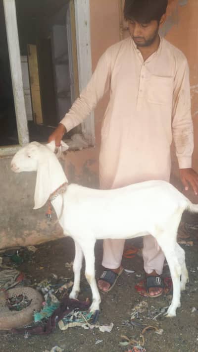 White Beetal Ghulabi Bakri without Horn's.