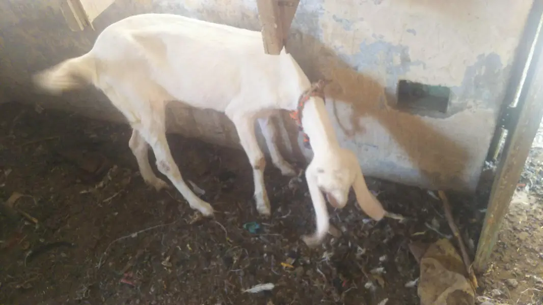 White Beetal Ghulabi Bakri without Horn's. — photo 2