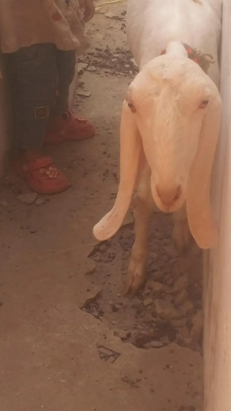 White Beetal Ghulabi Bakri without Horn's. — photo 3
