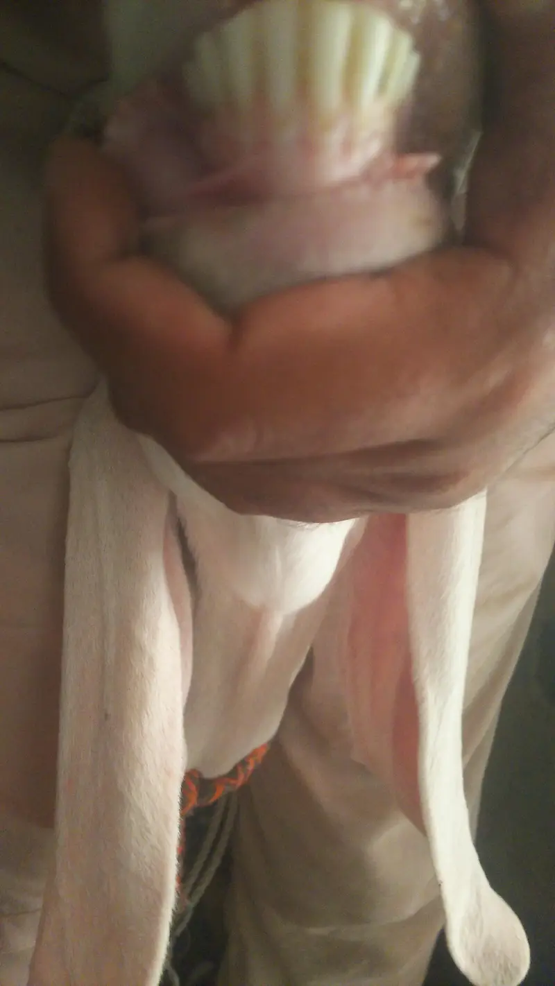 White Beetal Ghulabi Bakri without Horn's. — photo 4