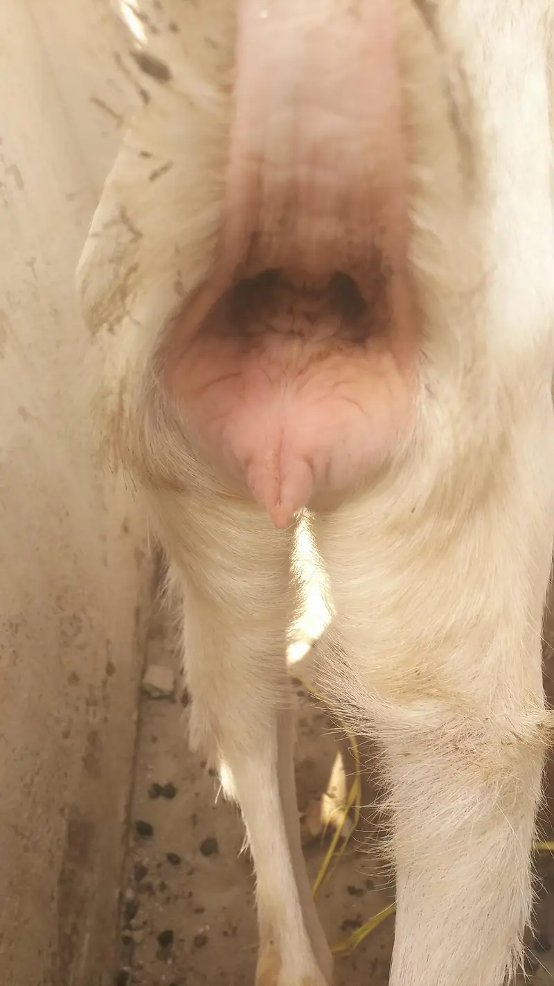 White Beetal Ghulabi Bakri without Horn's. — photo 5