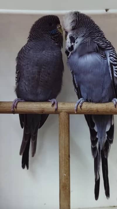 Budgies Quality Birds