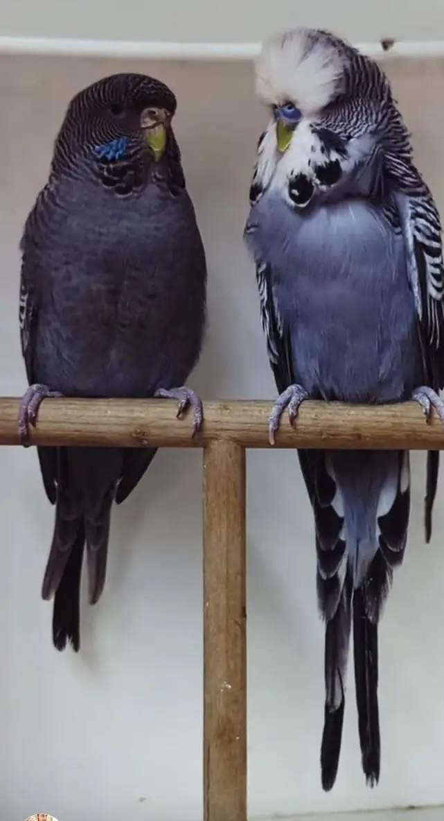 Budgies Quality Birds — photo 2
