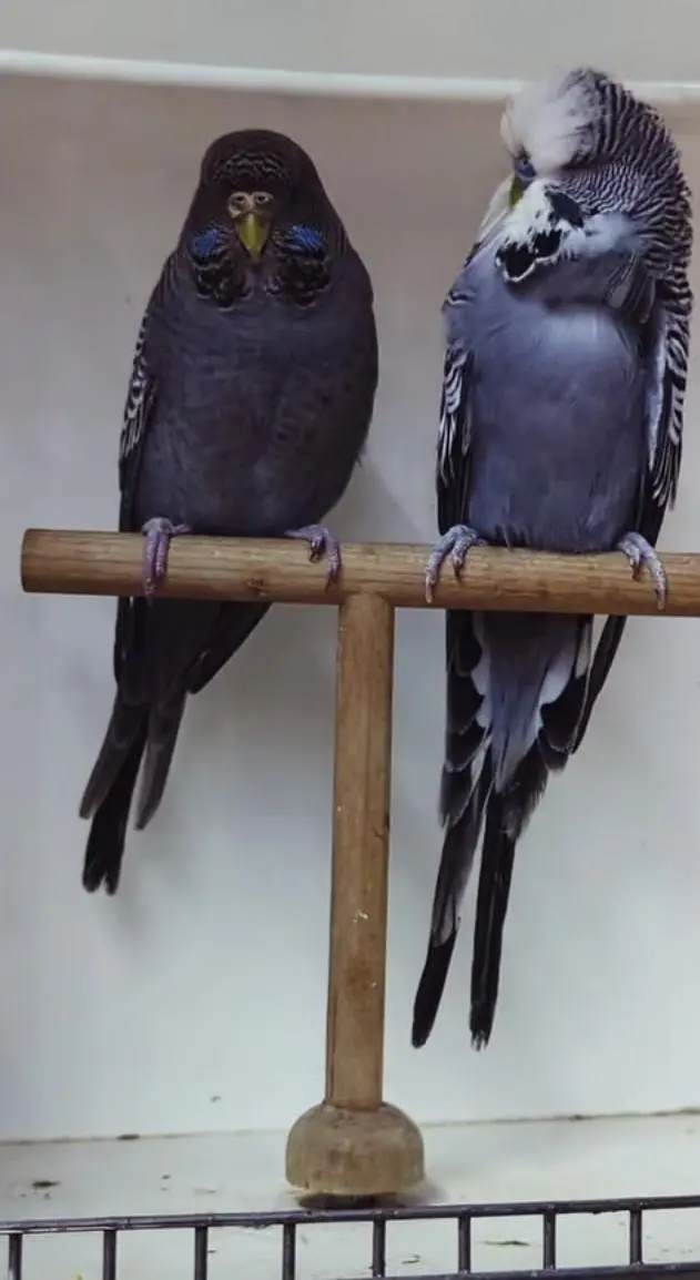 Budgies Quality Birds — photo 3