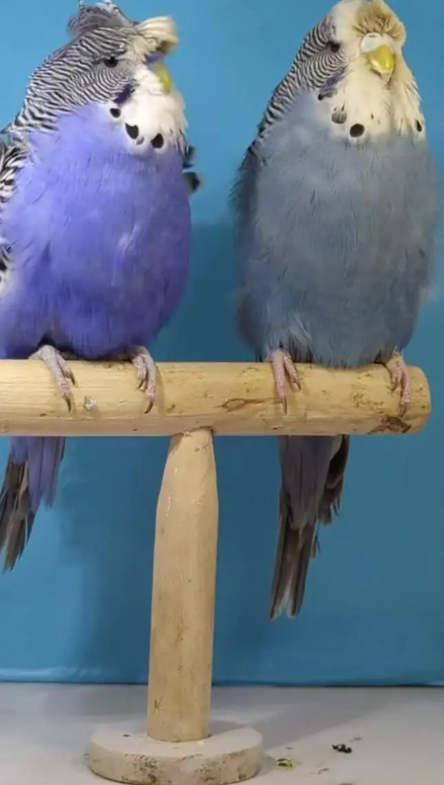 Budgies Quality Birds — photo 4
