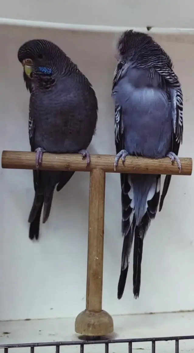 Budgies Quality Birds — photo 5