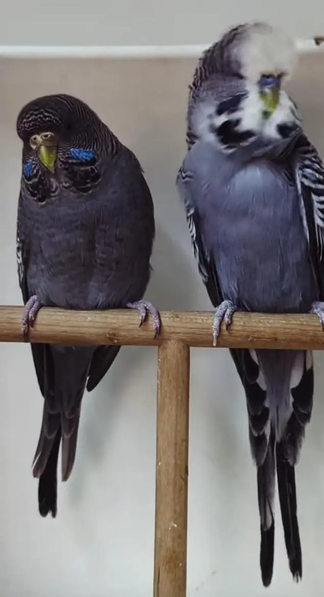 Budgies Quality Birds — photo 6