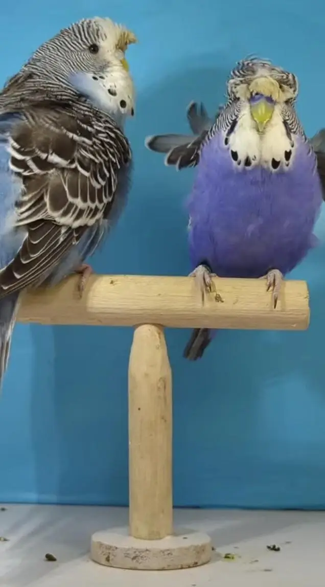 Budgies Quality Birds — photo 7