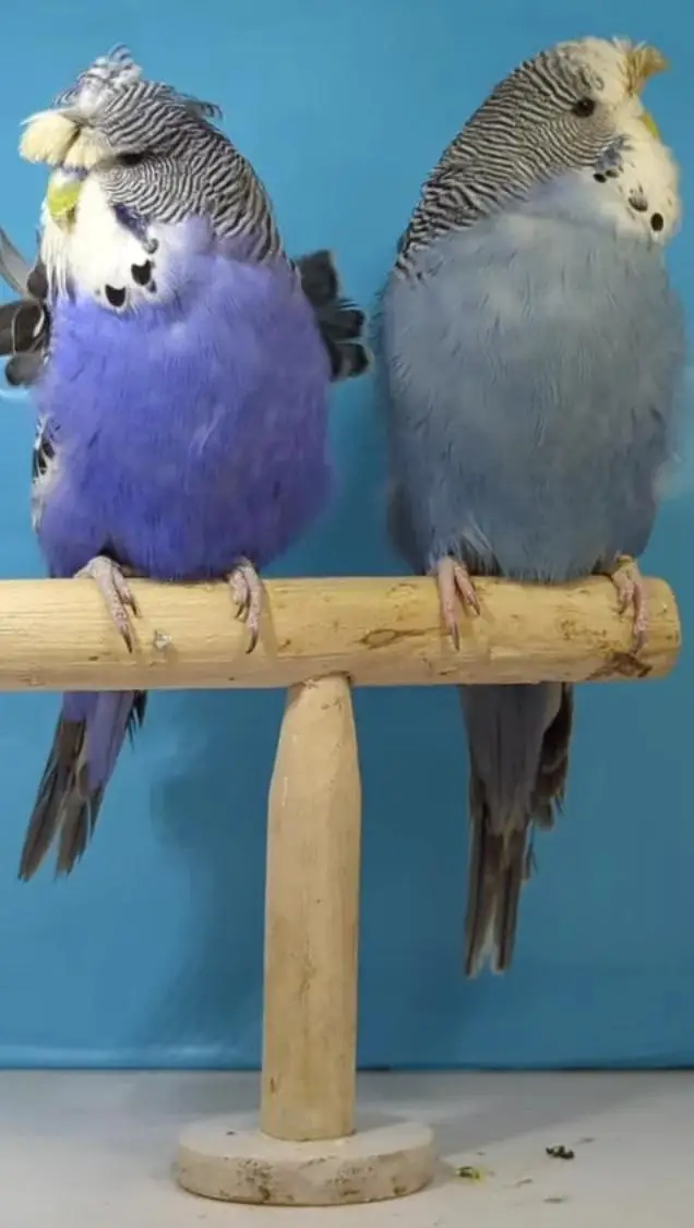 Budgies Quality Birds — photo 8