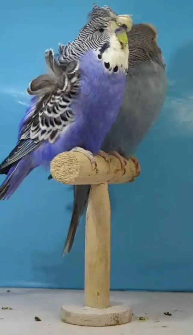 Budgies Quality Birds — photo 9