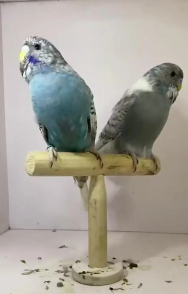 Budgies Quality Birds — photo 10