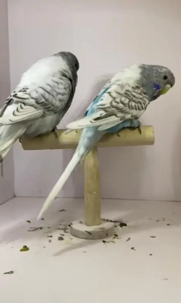 Budgies Quality Birds — photo 11