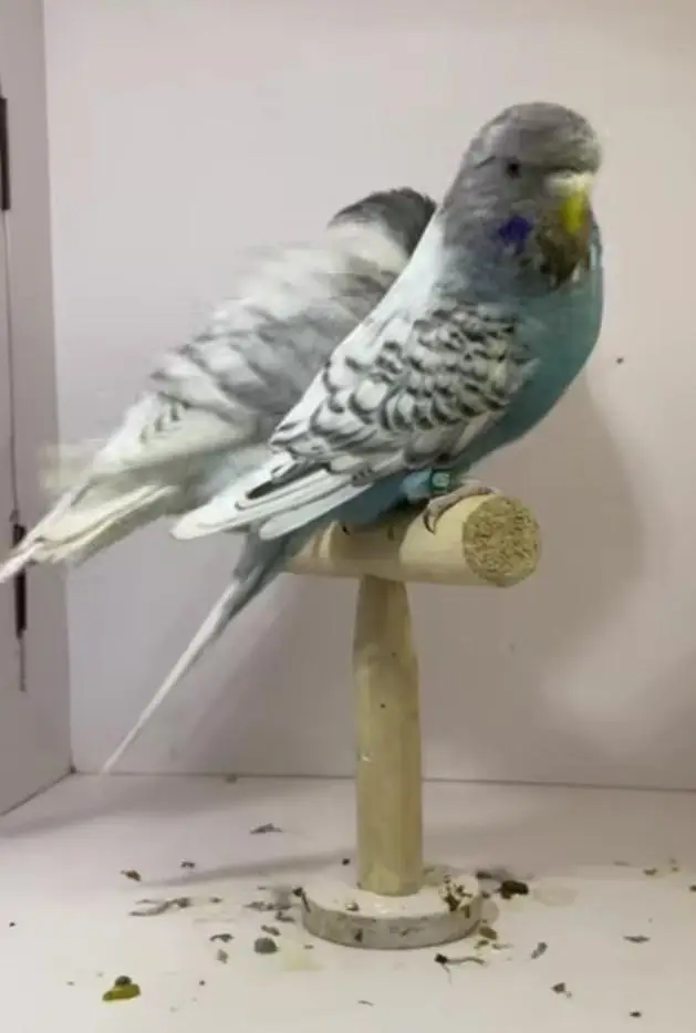 Budgies Quality Birds — photo 12