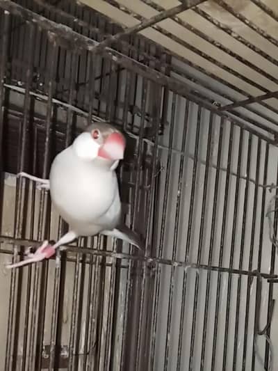 Selling Birds
