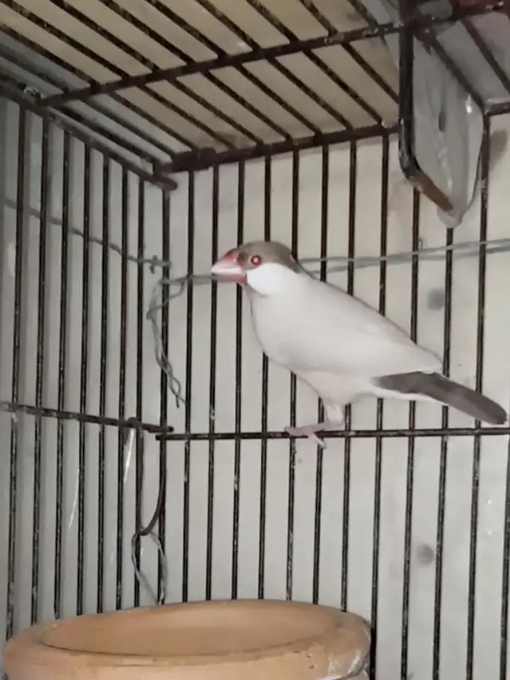 Selling Birds — photo 2