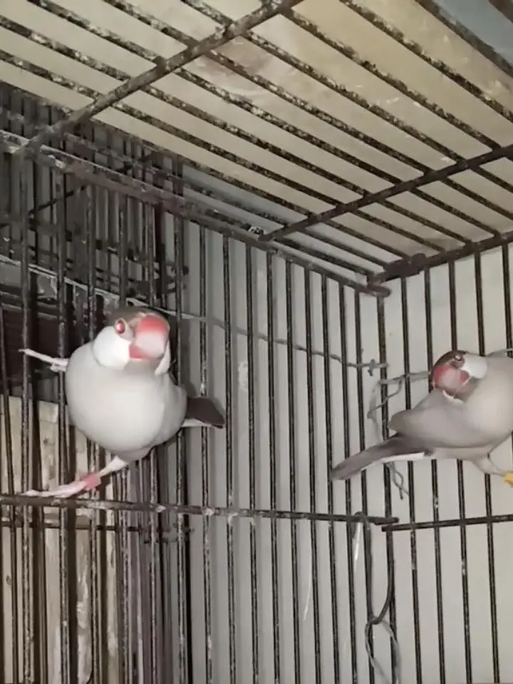 Selling Birds — photo 3
