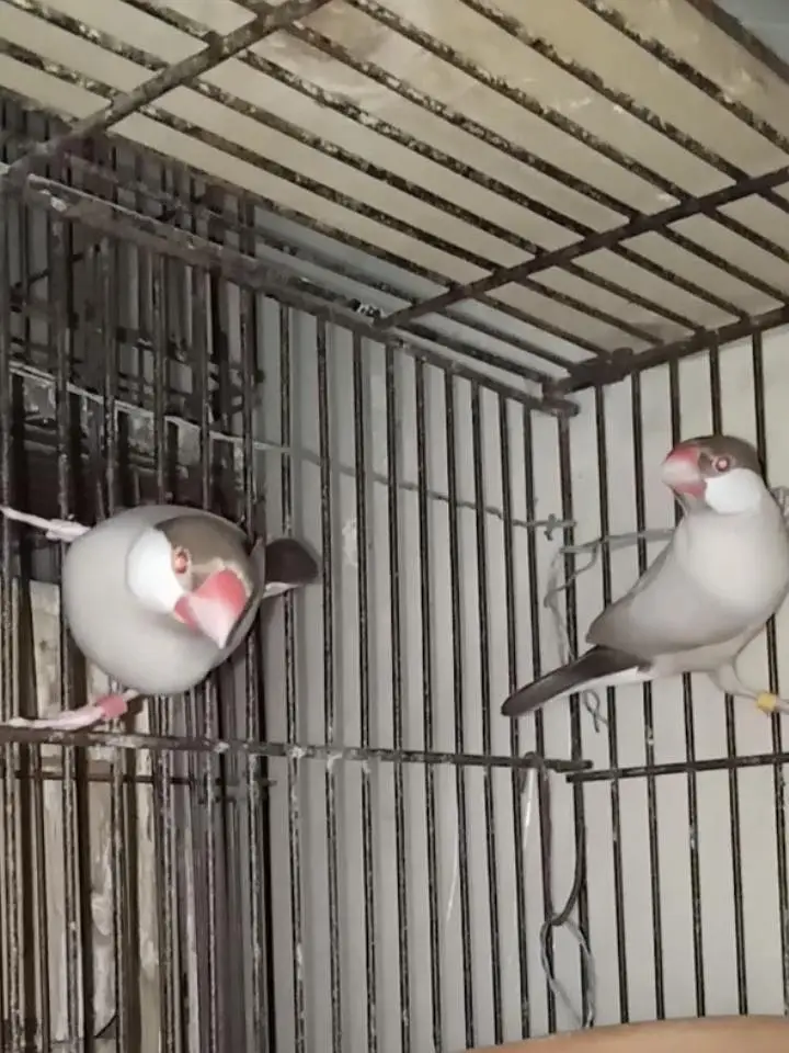 Selling Birds — photo 4