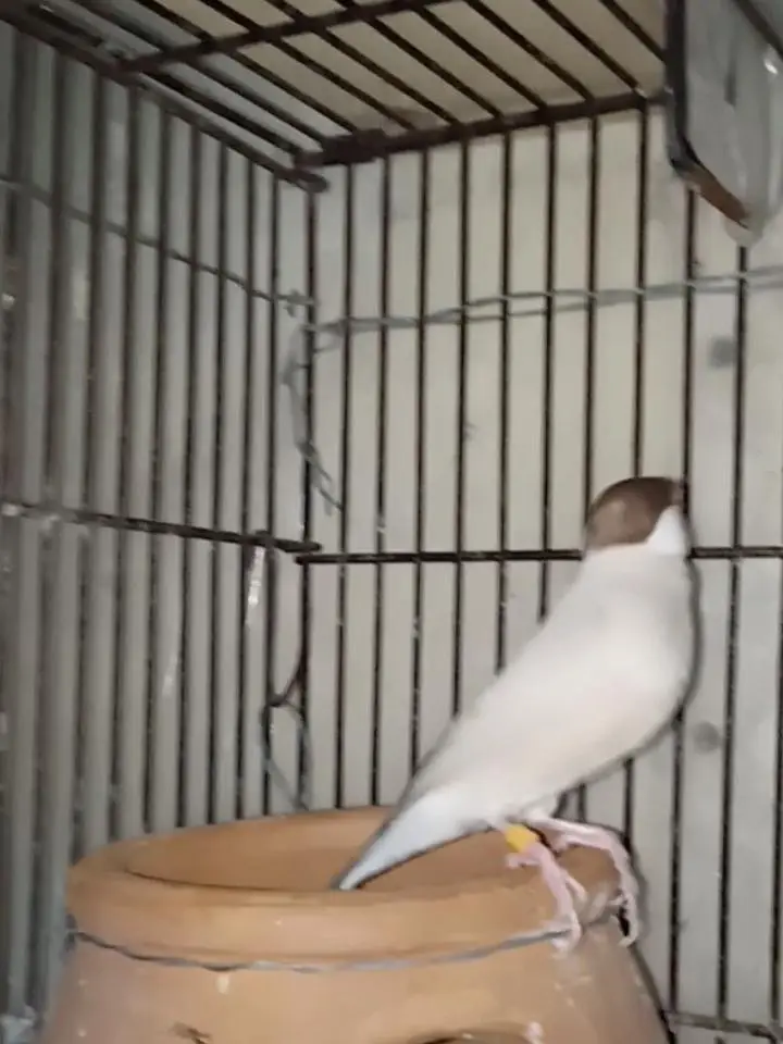 Selling Birds — photo 5