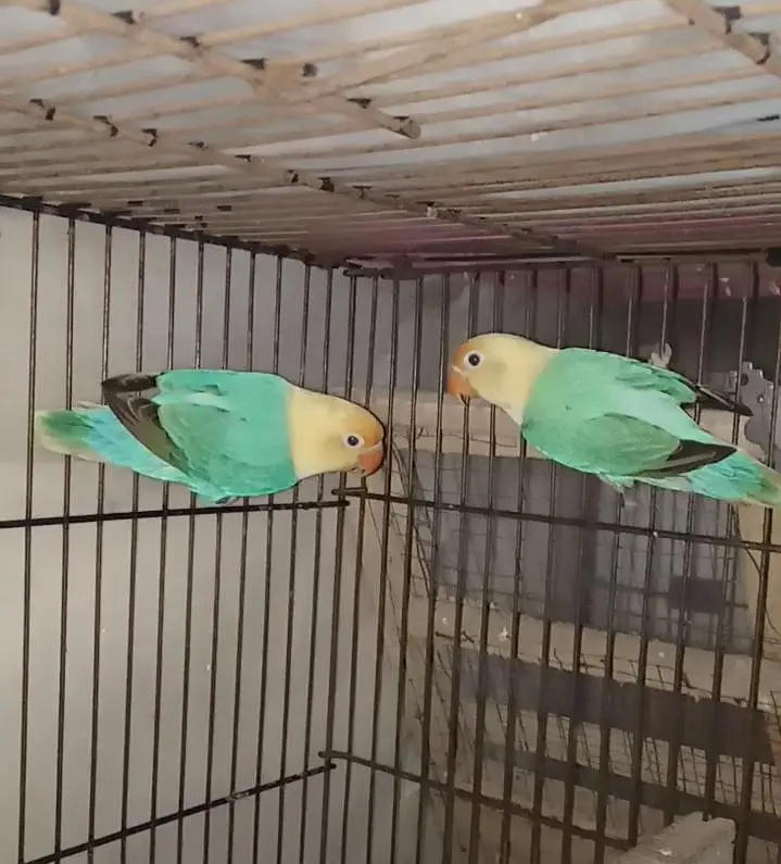 Selling Birds — photo 6