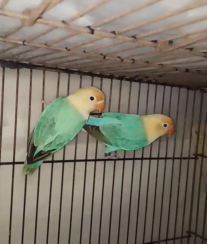 Selling Birds — photo 7