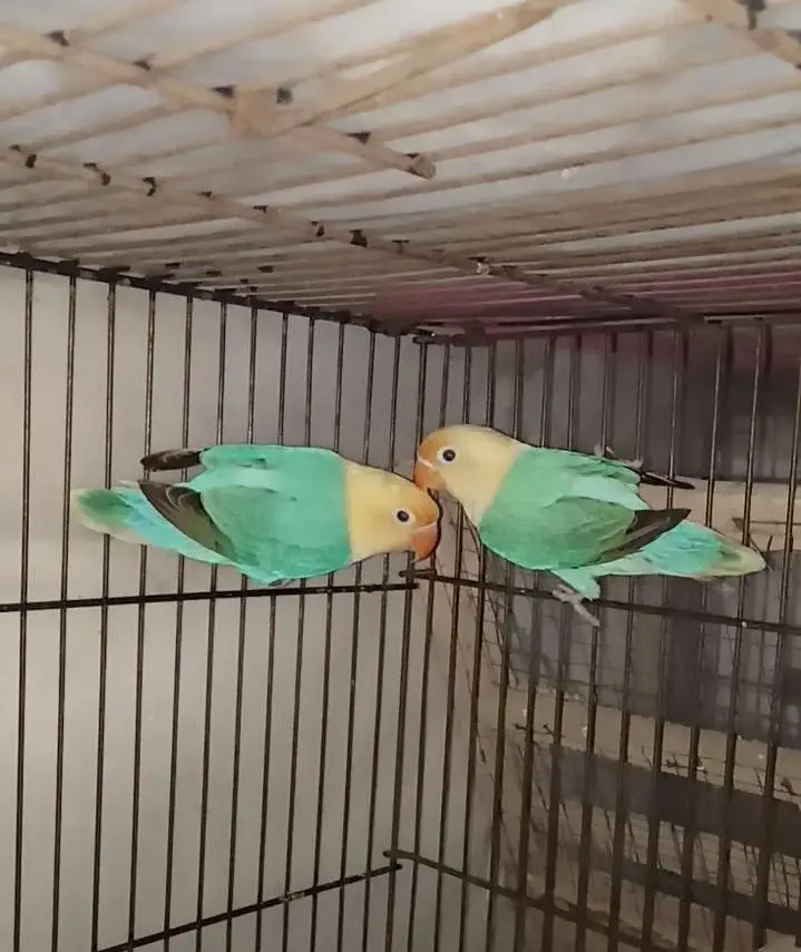 Selling Birds — photo 8